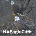 National Arboretum Eagle Cam